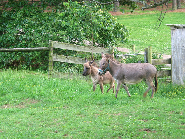 Mother & Foal